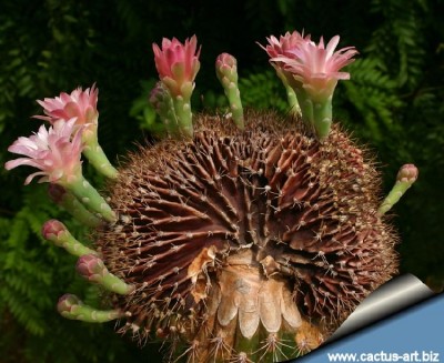 Gymnocalycium_mihanovichii_cristata_large_810.jpg
