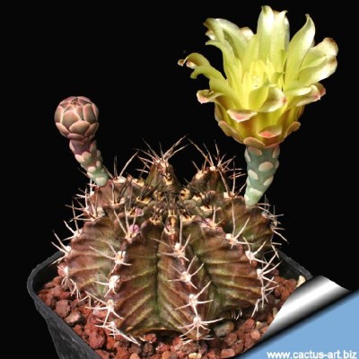 Gymnocalycium_mihanovichii_filadelfiense_FR1181_810.jpg