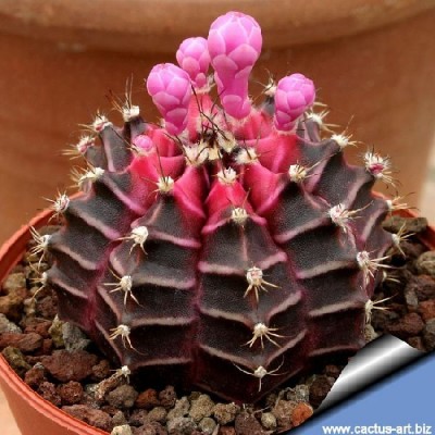 Gymnocalycium_mihanovichii_rubra_01_810.jpg