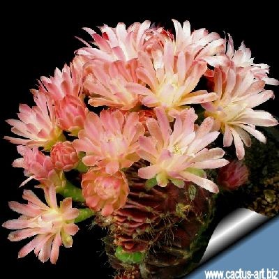 Gymnocalycum_mihanovichii_cristata_flower_540.jpg