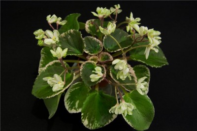 Senk's Vespa Verde.jpg