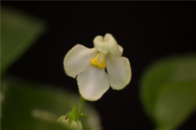 Senk's Vespa Verde blomma.jpg