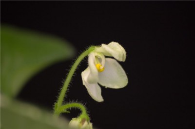 Senk's Vespa Verde blomma1.jpg