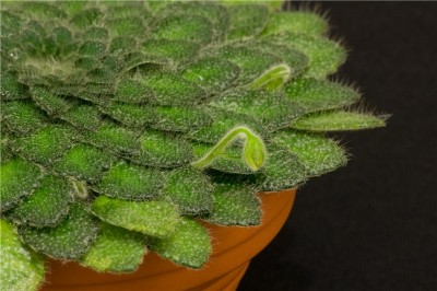 Petrocomsea Rosettifolia knopp.jpg