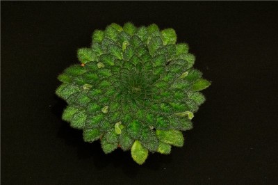 Petrocomsea Rosettifolia planta.jpg