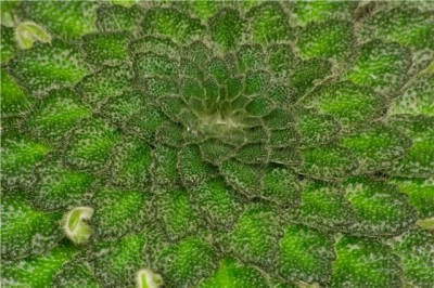 Petrocomsea Rosettifolia planta 1.jpg