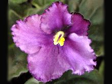 Optimara New Mexico_fl.jpg