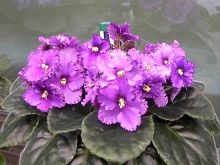 Optimara New Mexico.jpg