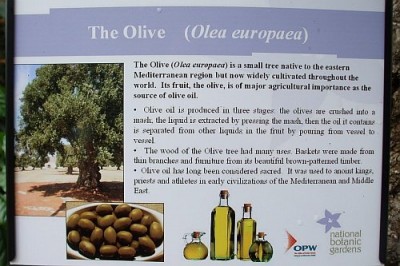 Oliv.jpg