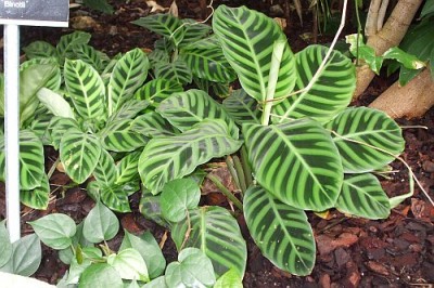 maranta.jpg