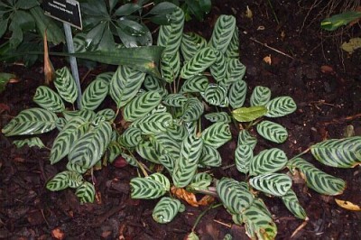 maranta2.jpg