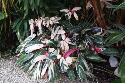 maranta 3.jpg