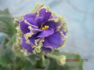 blue dragon - dark.jpg