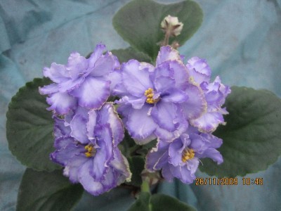 blue dragon - light +.jpg