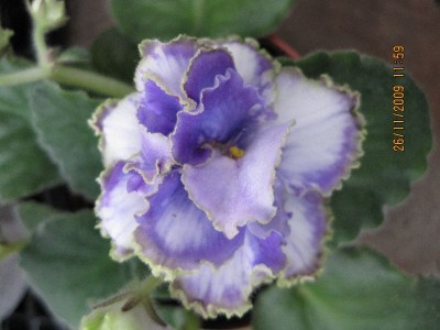 blue dragon - кудрявый.jpg