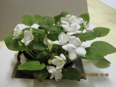 rob`s humpty doo-белый.jpg