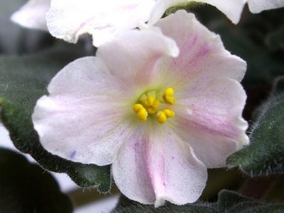 SG105688i.JPG