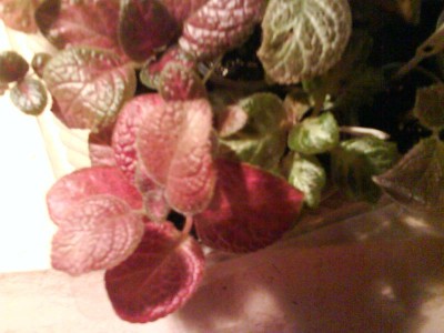 -общий вид.jpg