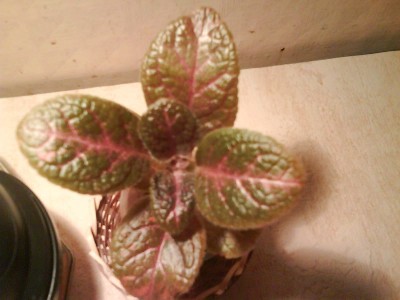 episcia X.jpg