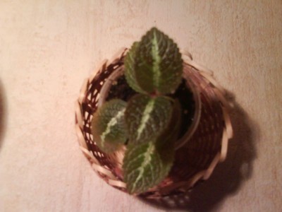 la solidad bronze.jpg