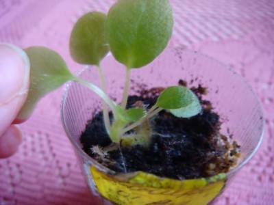  цветоносе А.jpg