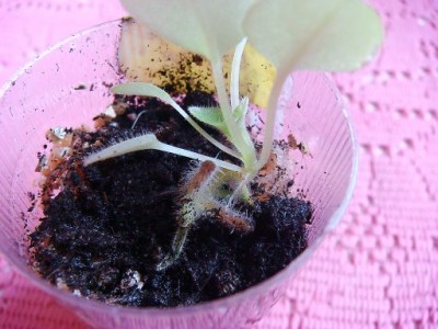  цветоносе А1.jpg