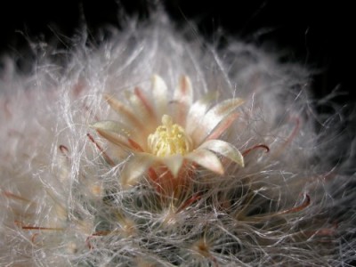 Mammillaria bocasana.jpg