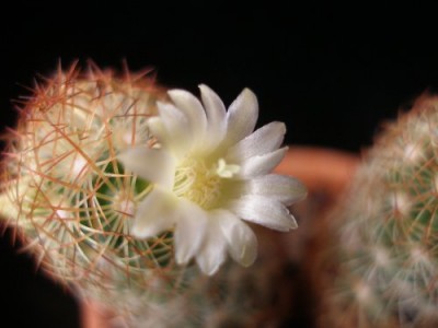 Mammillaria elongata.jpg