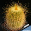 Notocactus_leninghausii.jpg