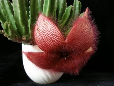 Stapelia grandiflora.jpg