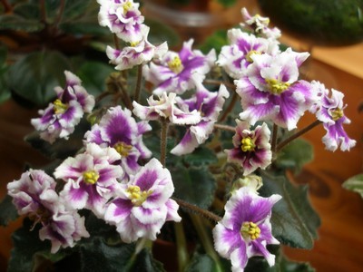 robs boondoggle_00002.jpg