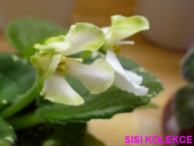 SENKS VESPA VERDE_4.jpg