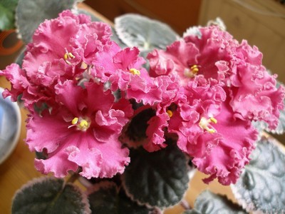 mas almost autumn_00001.jpg