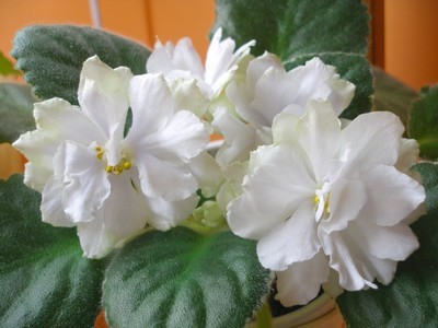 mas arctic chill_00001.jpg