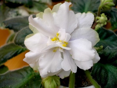 mas arctic chill_00002.jpg