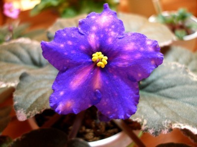 mas cosmic wonder_00001.jpg