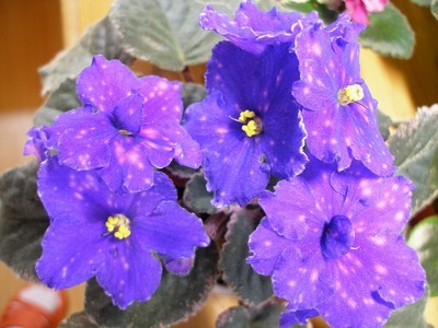 mas cosmic wonder_00002.jpg