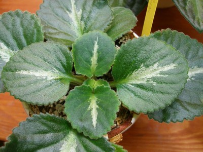 brassicoides 'Marble Leaf'.jpg