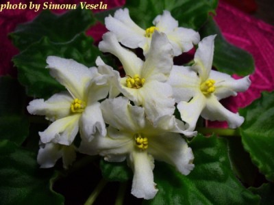 SENK´S YELLOW STARFISH.jpg