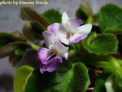 SENK´S FANTASY WASP.jpg