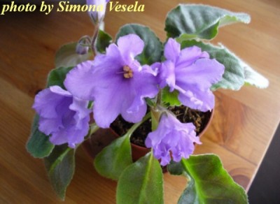 SENK´S BIG BELLS.jpg