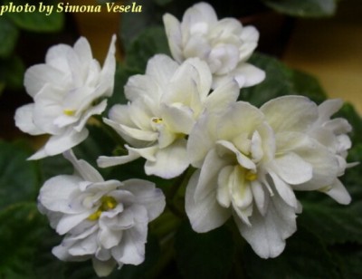 SENK´S ALCHEMY PARAKEET.jpg