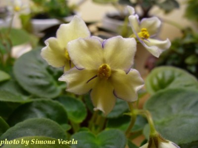 ALCHEMY YELLOW STAR.jpg