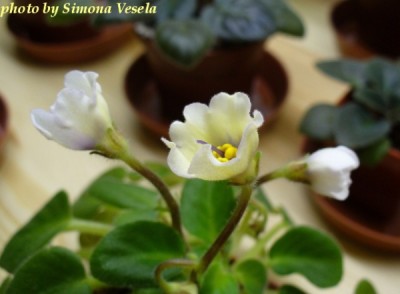 ALCHEMY ANTIQUE BELLS.jpg