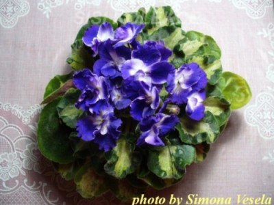 HARMONY´S LITTLE STINKER.jpg