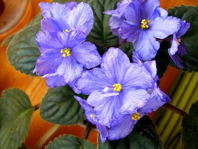 mas flammable water_00001.jpg