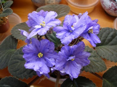 mas flammable water_00002.jpg