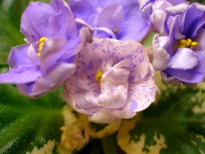 mas country girl_00001.jpg