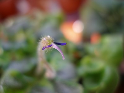 senks say what_00001.jpg