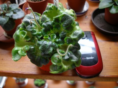 senks say what_00002.jpg